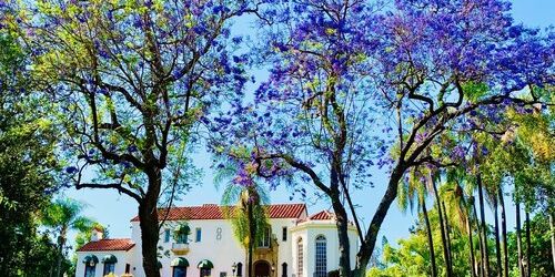 jacaranda-horizontal